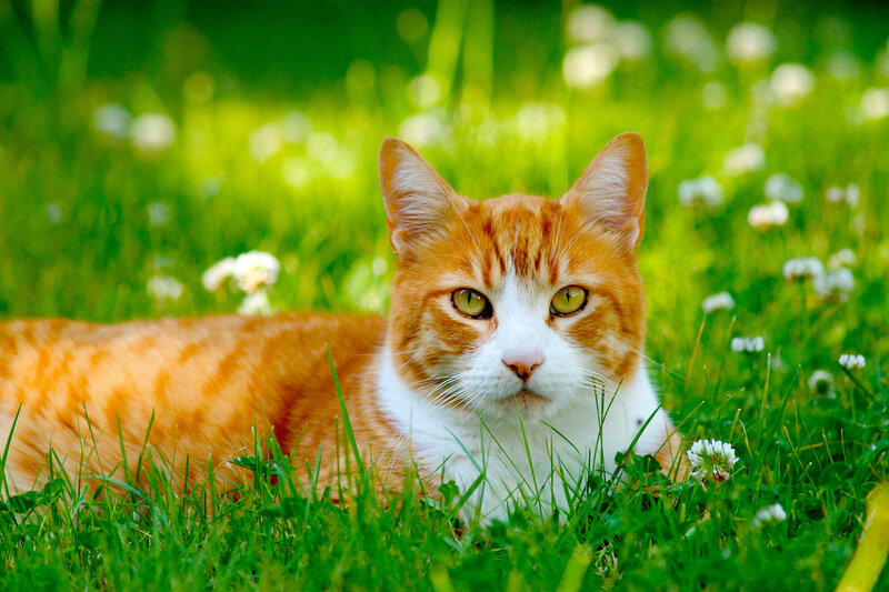 Orange Tabby Cat — Green, Calm, Afternoon, Photograph, Grass, Flowers
