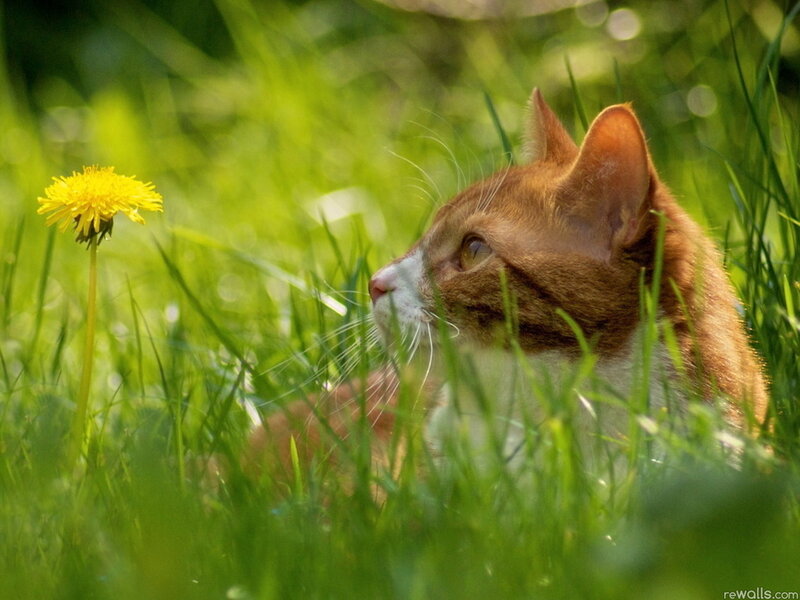 Orange Tabby Cat — Green, Calm, Afternoon, Photograph