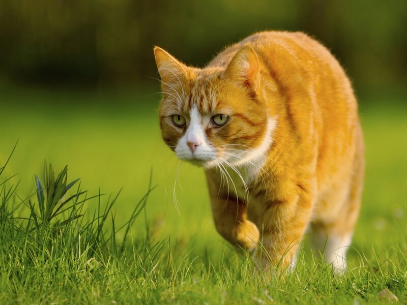 Orange Tabby Cat — Green, Calm, Afternoon
