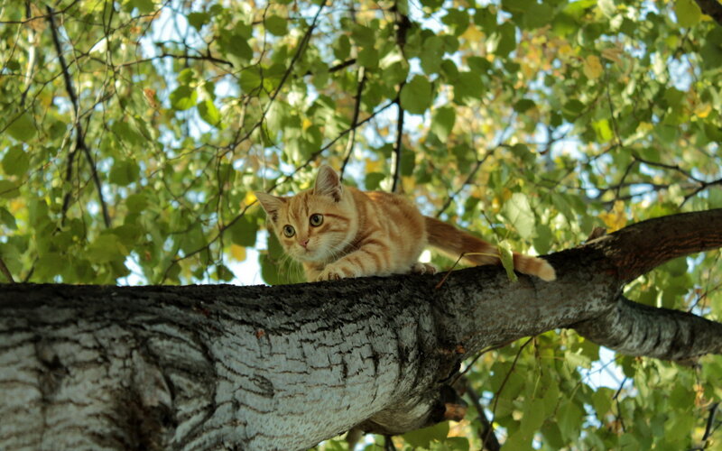 Orange Tabby Cat — Green, Calm, Autumn