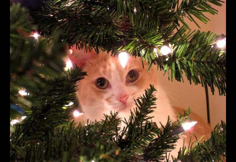 Orange Tabby Cat — Green, Calm, Night, Photograph