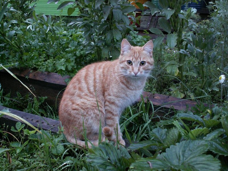 Orange Tabby Cat — Green, Calm, Night