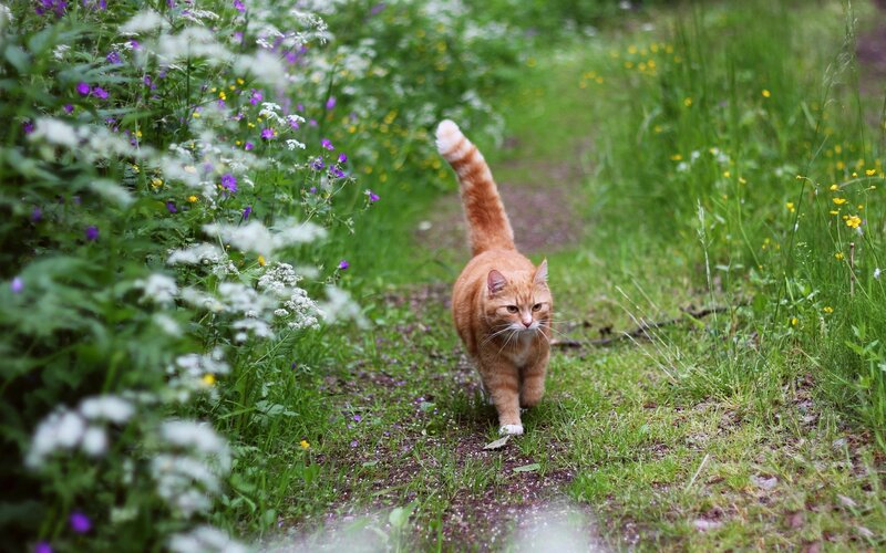 Orange Tabby Cat — Green, Calm, Spring