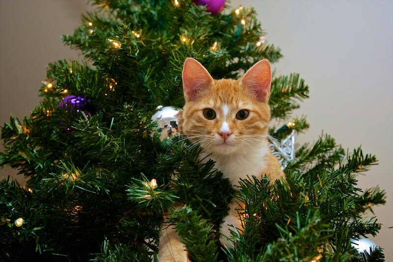 Orange Tabby Cat — Green, Calm, Winter