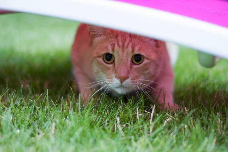 Orange Tabby Cat — Green, Curious, Afternoon, Photograph