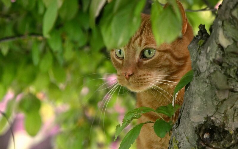 Orange Tabby Cat — Green, Curious, Afternoon, Photograph, Tree