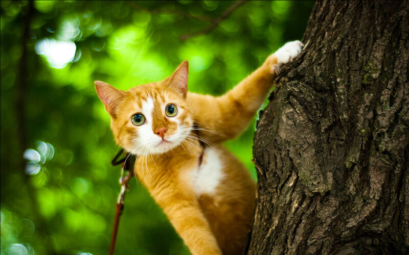 Orange Tabby Cat — Green, Curious, Afternoon