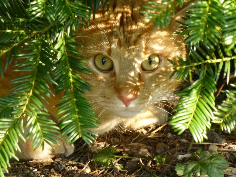 Orange Tabby Cat — Green, Curious