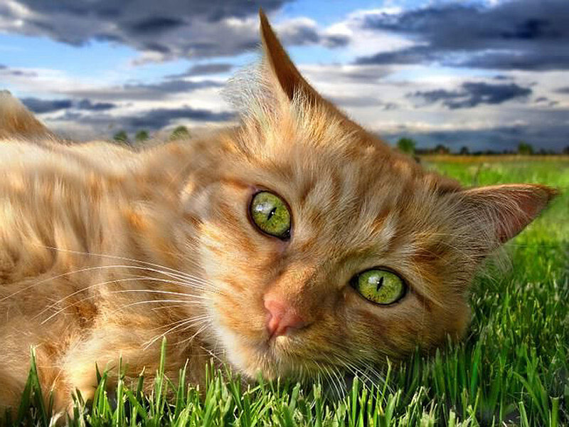 Orange Tabby Cat — Green, Dramatic, Afternoon