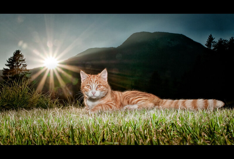 Orange Tabby Cat — Green, Dramatic