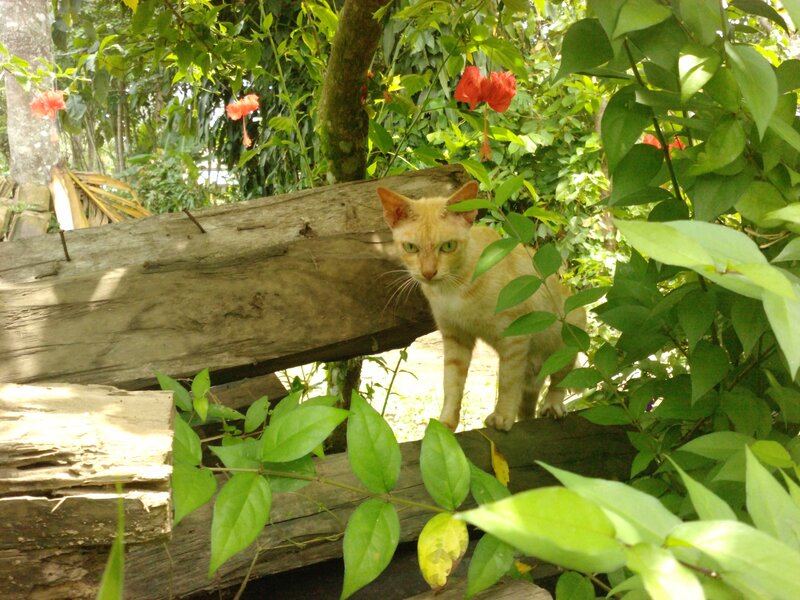 Orange Tabby Cat — Green, Natural
