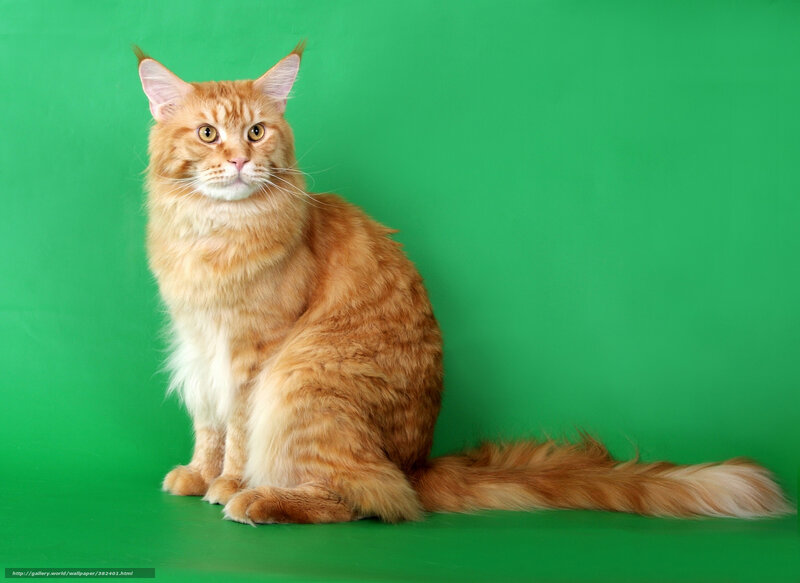 Orange Tabby Cat — Green, Neutral, Photograph, Green Background
