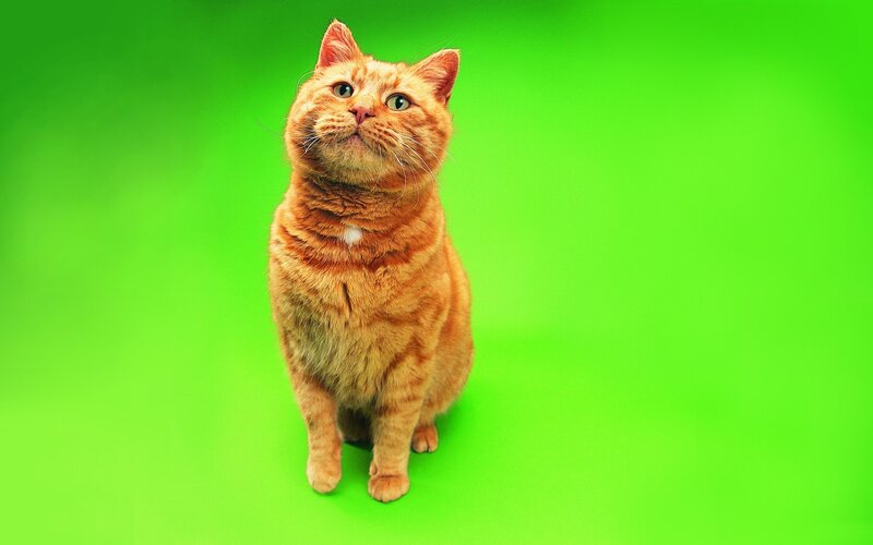 Orange Tabby Cat — Green, Neutral, Photograph