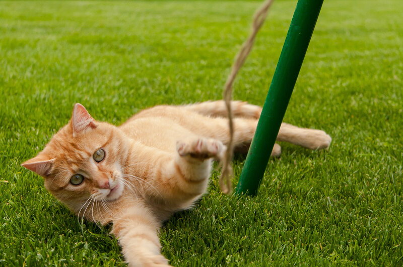 Orange Tabby Cat — Green, Playful