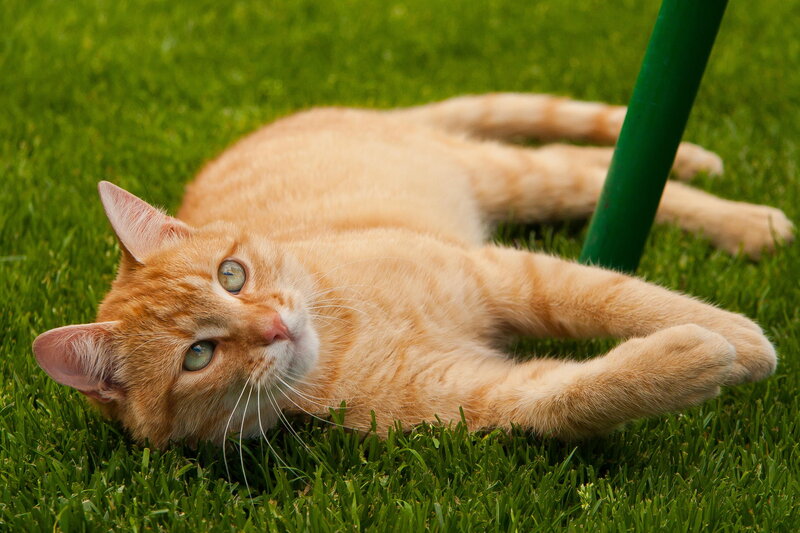 Orange Tabby Cat — Green, Relaxed