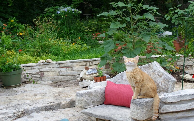 Orange Tabby Cat — Green, Serene, Afternoon, Photograph, Garden