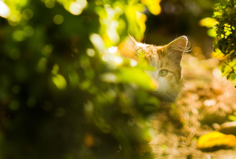 Orange Tabby Cat — Green, Serene, Afternoon, Photograph, Leaves