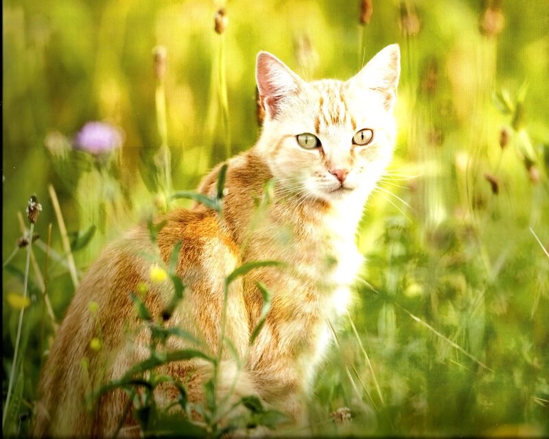 Orange Tabby Cat — Green, Serene, Afternoon