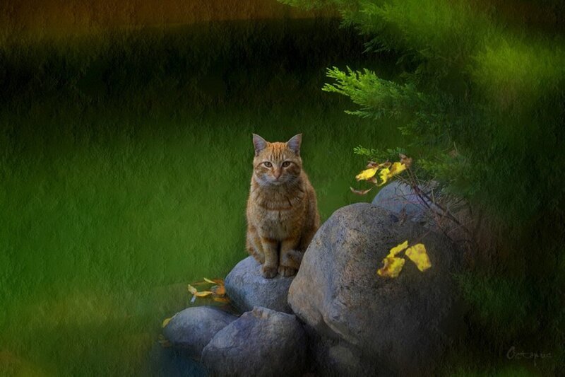Orange Tabby Cat — Green, Serene, Autumn