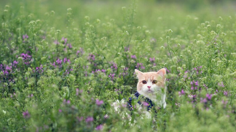 Orange Tabby Cat — Green, Serene, Spring