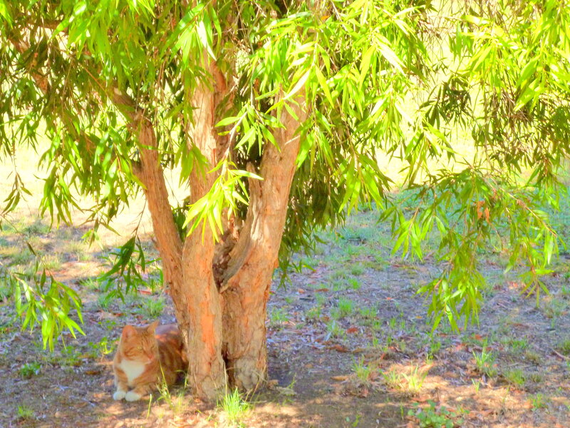 Orange Tabby Cat — Green, Serene