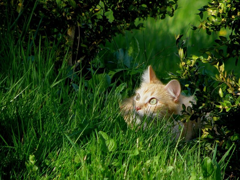 Orange Tabby Cat — Green