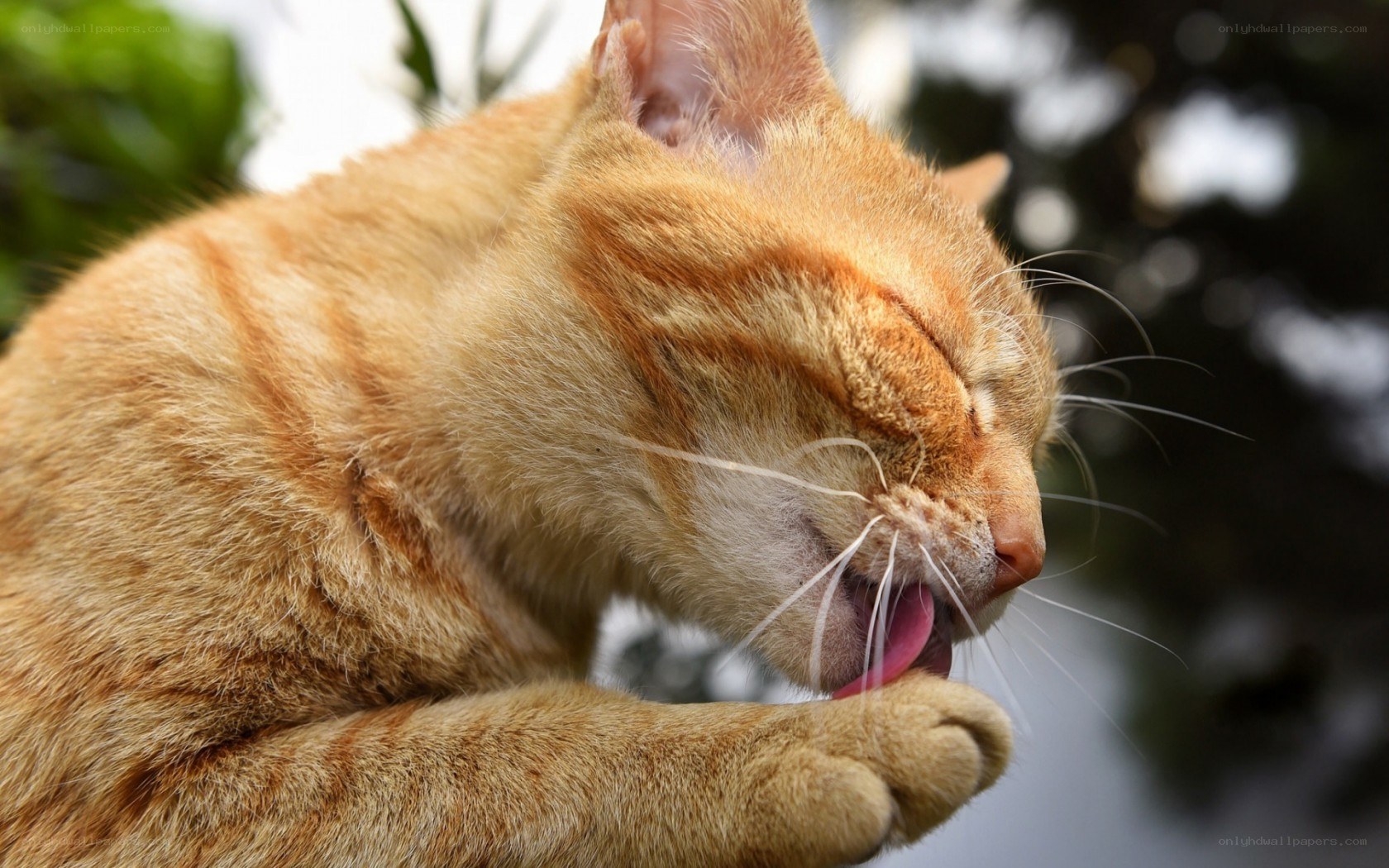 orange tabby cat grooming