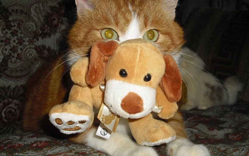 Orange Tabby Cat Holding Toy — Calm