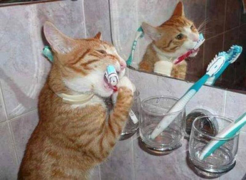 Orange Tabby Cat — Humorous, Photograph, Mirror