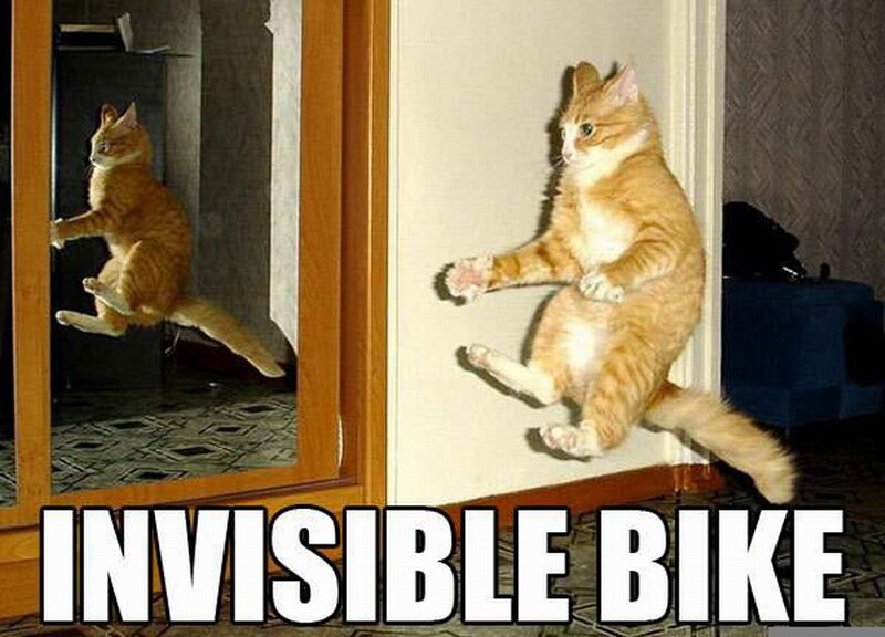 Orange Tabby Cat — Humorous, Photograph
