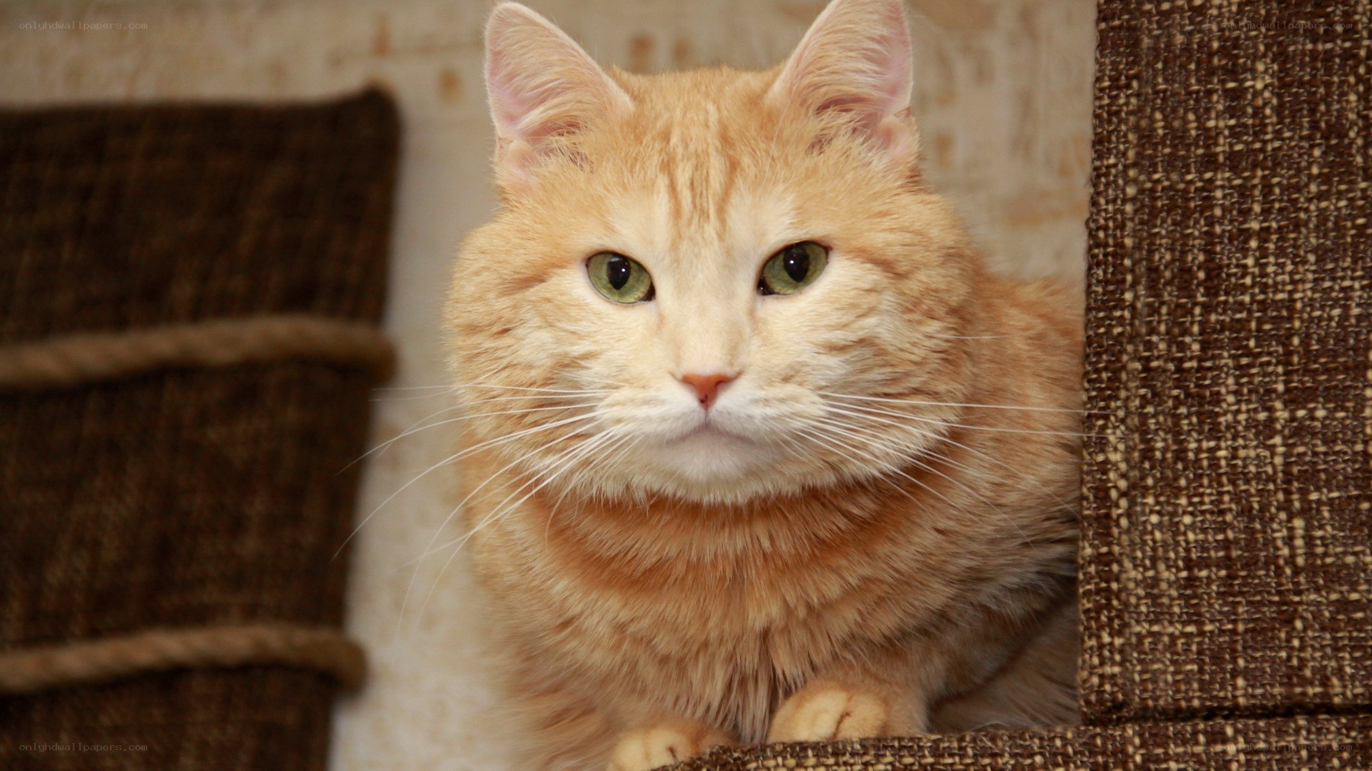 orange tabby cat in a cat tree
