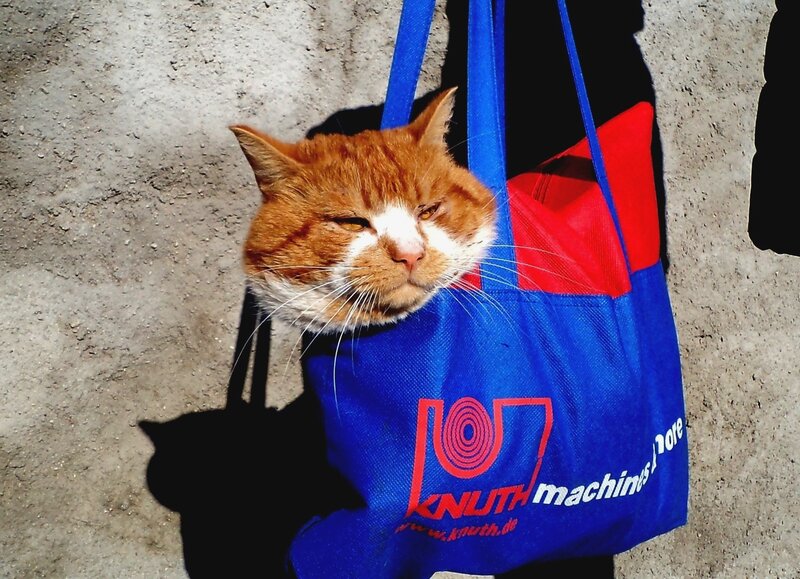 Orange Tabby Cat in Bag — Blue