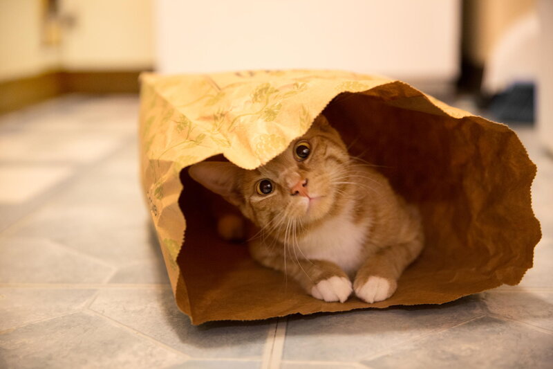 Orange Tabby Cat in Bag — Brown, Curious