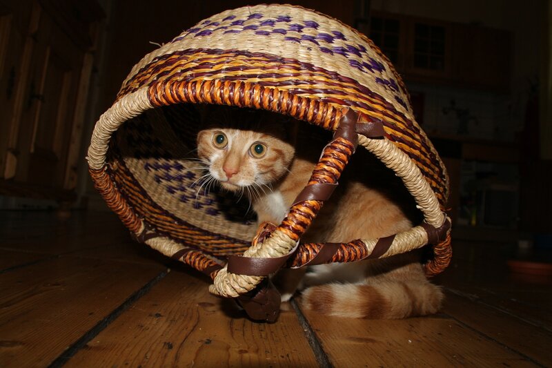 Orange Tabby Cat in Basket — Brown