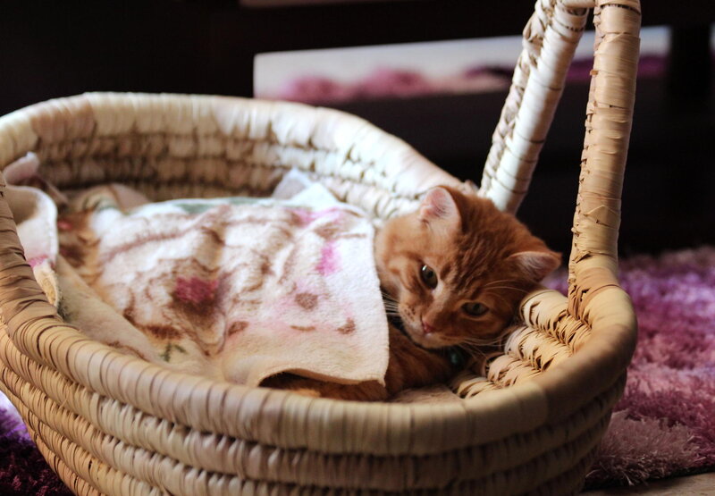 Orange Tabby Cat in Basket