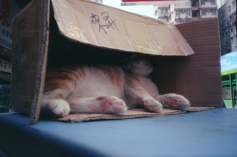 Orange Tabby Cat in Box — Brown, Calm