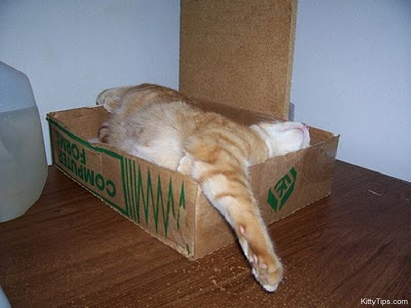Orange Tabby Cat in Box — Brown