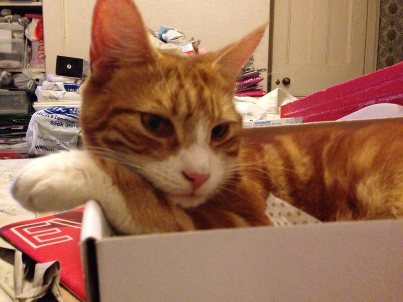 Orange Tabby Cat in Box — Calm