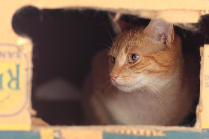 Orange Tabby Cat in Box — Curious, Photograph