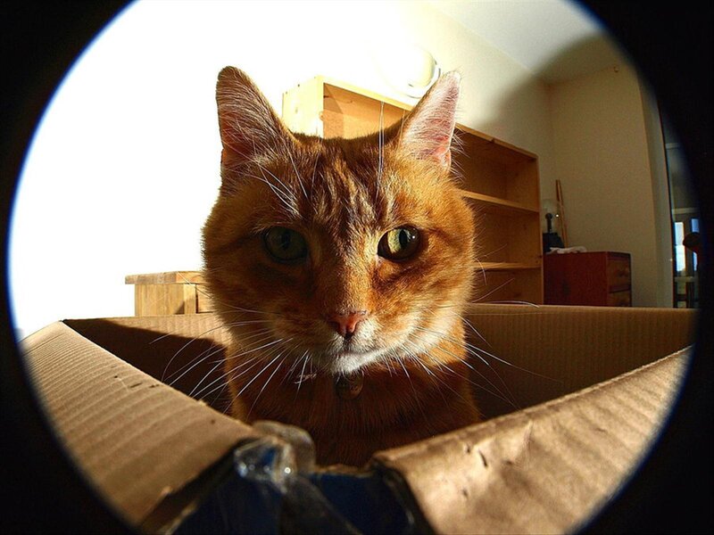 Orange Tabby Cat in Box — Curious