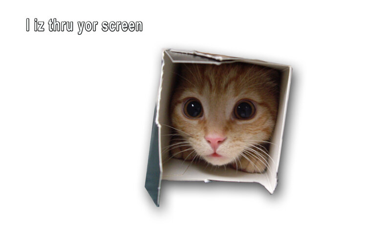Orange Tabby Cat in Box