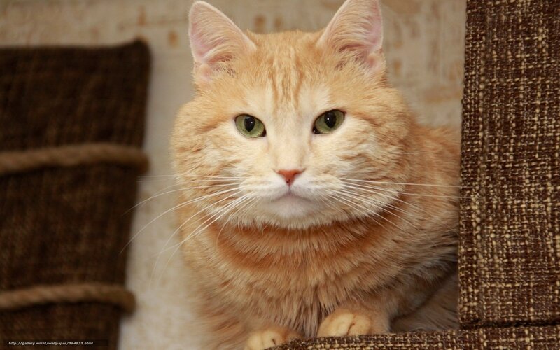 orange tabby cat in cat tree