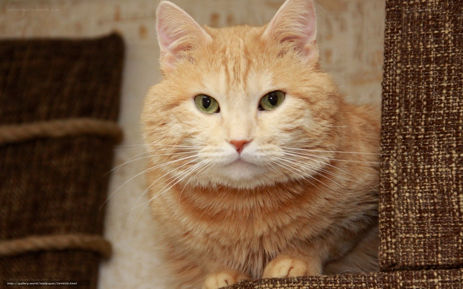 orange tabby cat in cat tree
