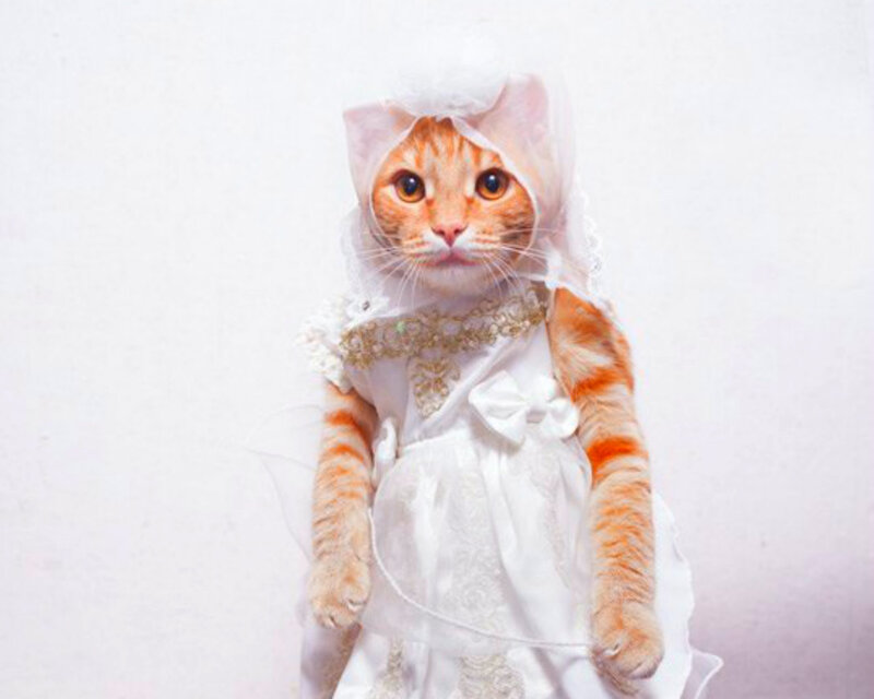 Orange Tabby Cat in Dress