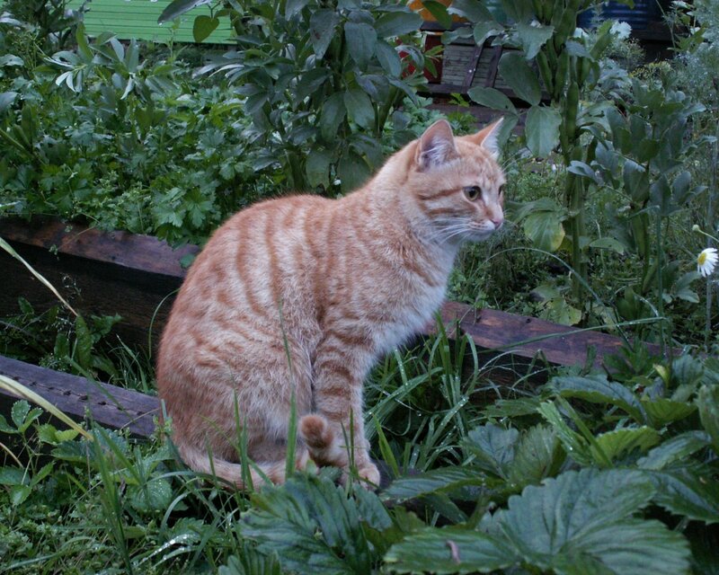 Orange tabby cat in garden