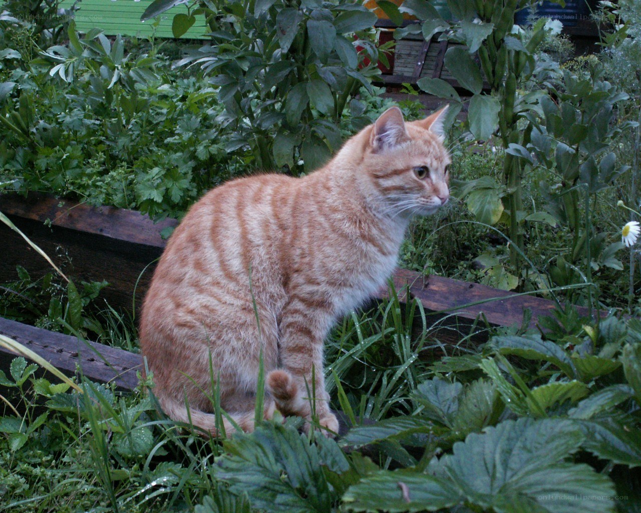 Orange tabby cat in garden
