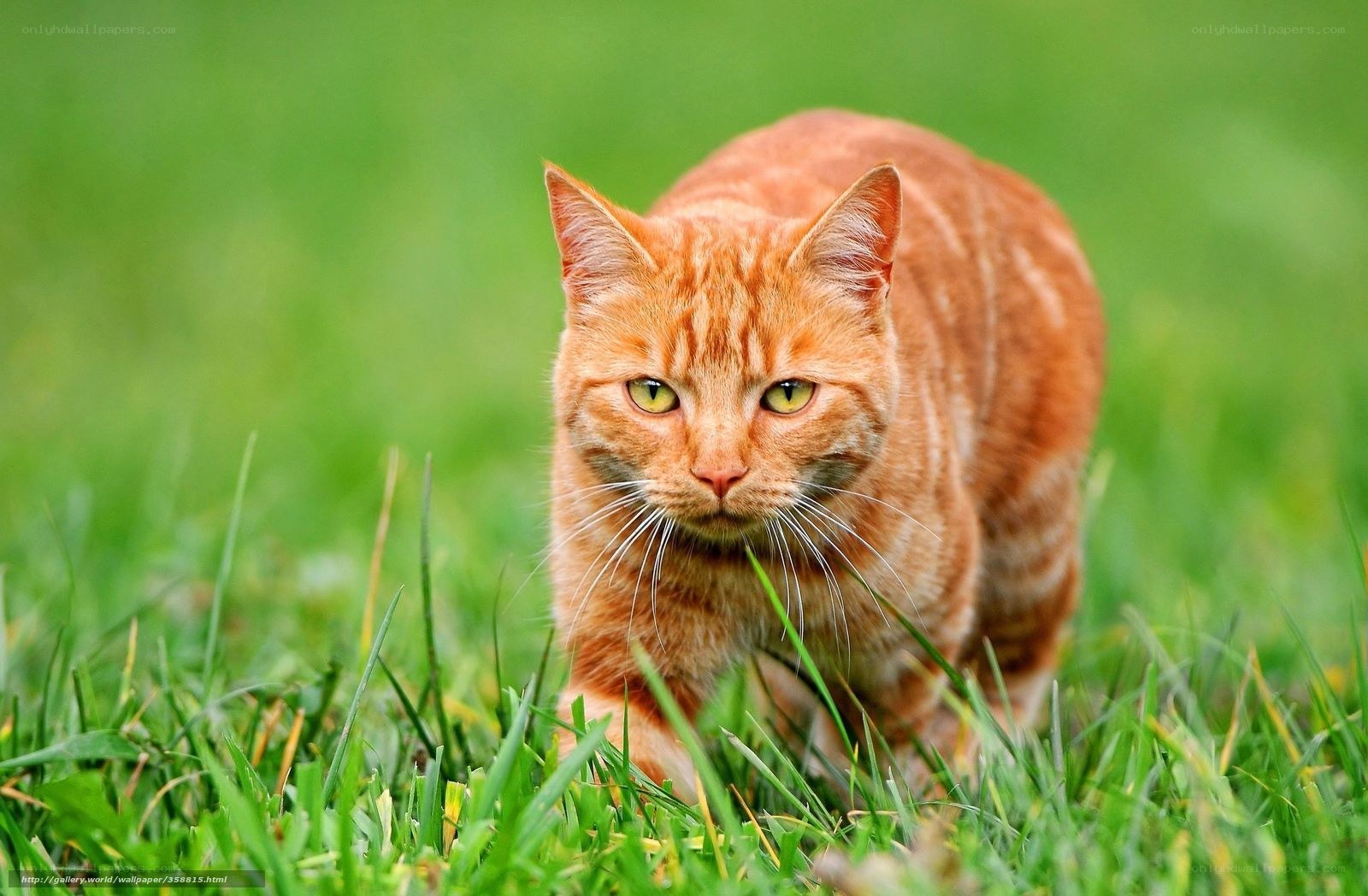 orange tabby cat in grass