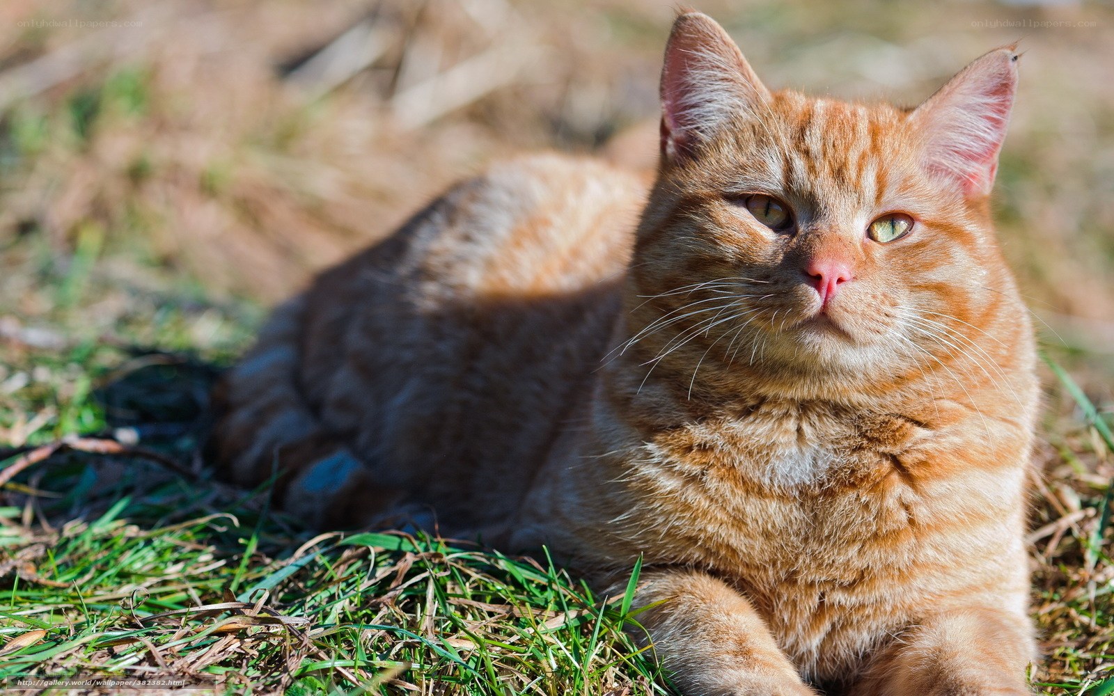 Orange tabby cat in grass