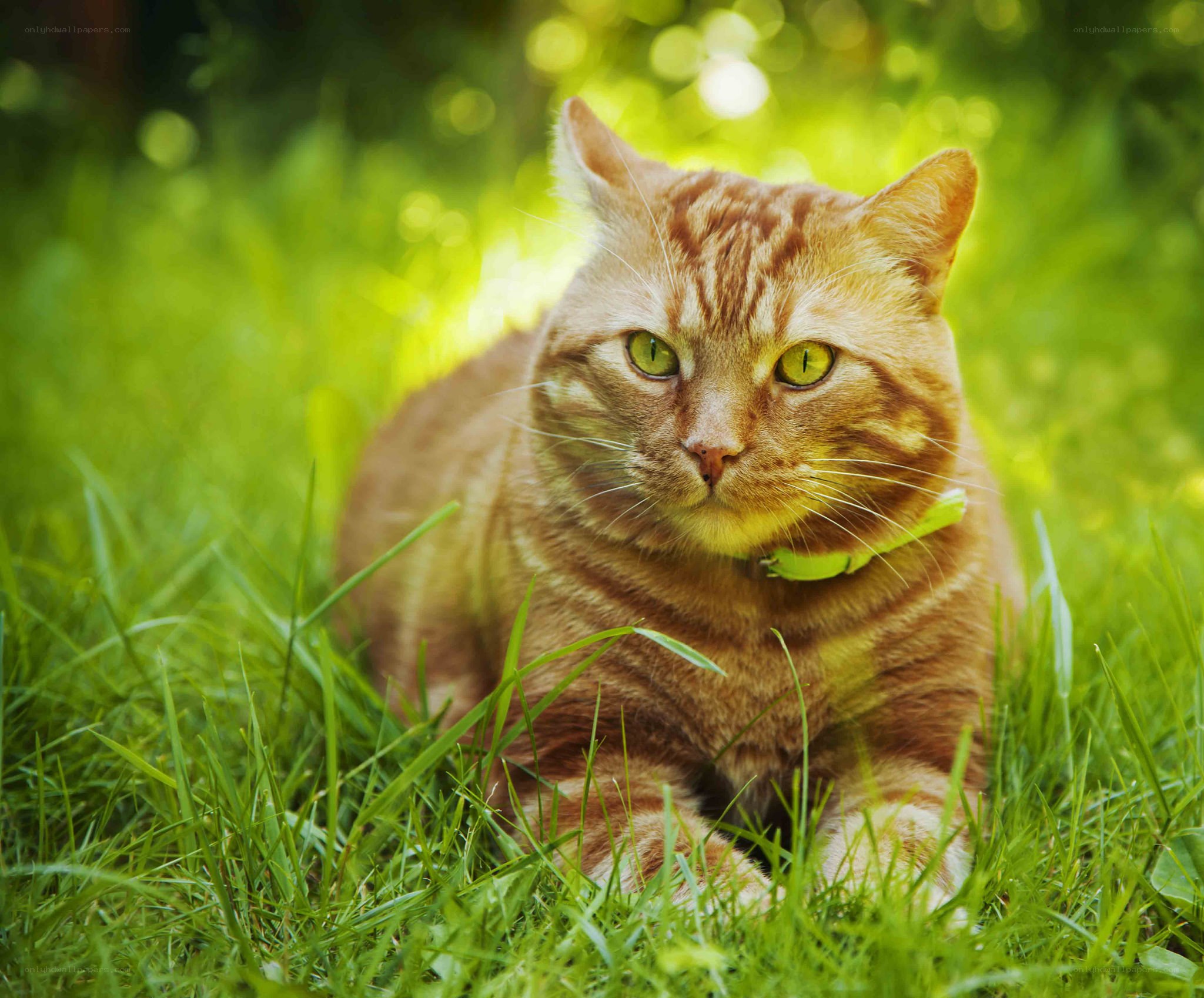 Orange tabby cat in grass