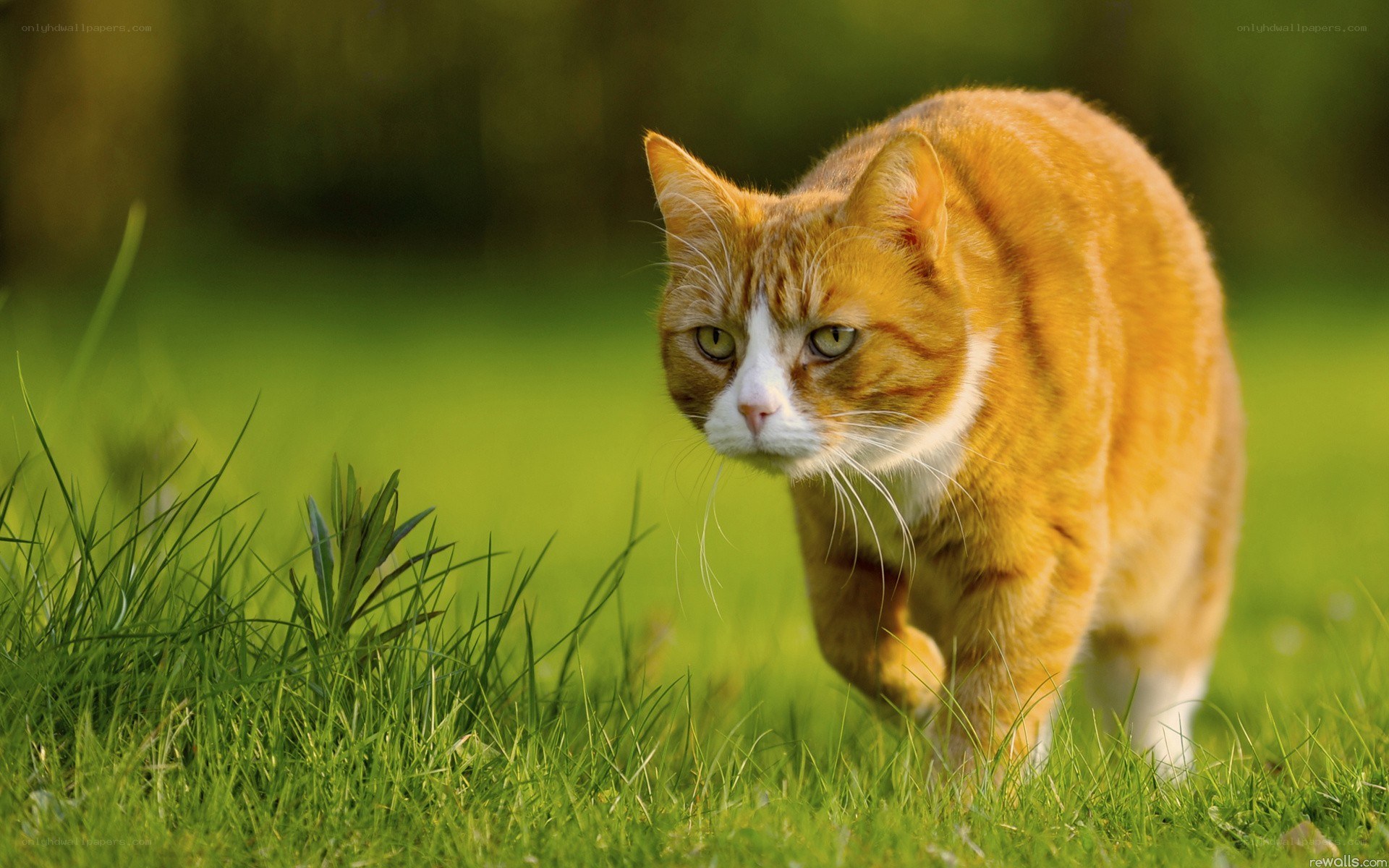 orange tabby cat in grass